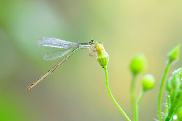 close up of a dragonfly