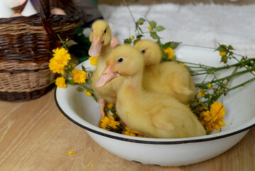 Little yellow ducklings are sitting in the basin  