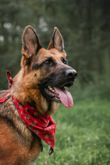 A portrait of a shepherd dog in a beautiful neck scarf learns commands for patience. Dog training