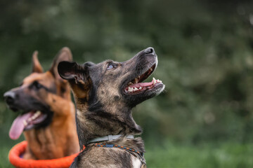 a sheepdog and a mutt study commands for patience. Dog training in a team