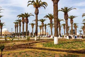 palm trees in the city