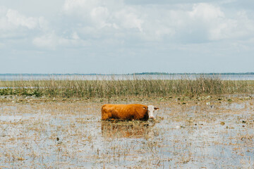 Cow eating hay at Boggy Creek, FL