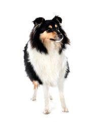 Fototapeta premium rough collie in studio