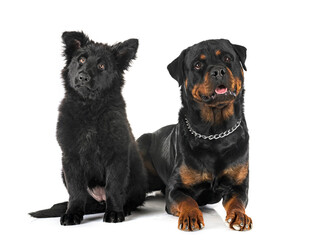 young german shepherd and rottweiler