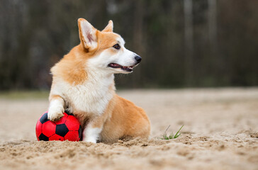 corgi dog and ball outdoors