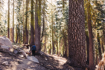 Man hiking through the woods with giant pine trees, view from the back