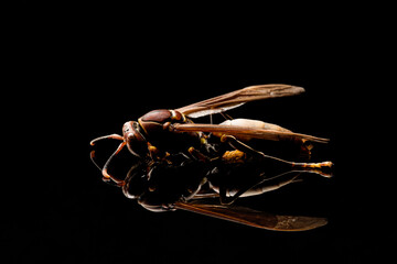 the insect wasp on a black background