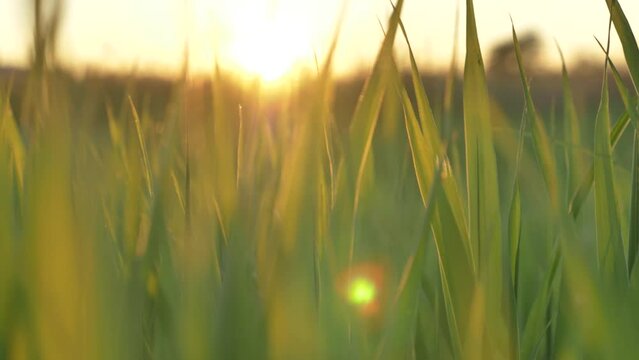 Amazing slider shot of grass on a summer evening at sunset