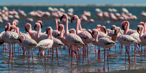 Pink flamingos on a sunny beach at Walvis Bay, Namibia, Africa