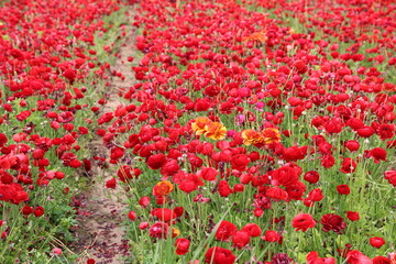 red ranunculus field 