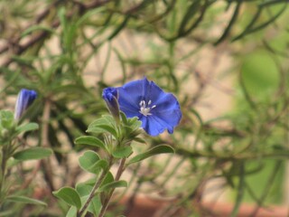 Flor azul.