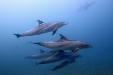 Grupo de delfines en el Mar Rojo