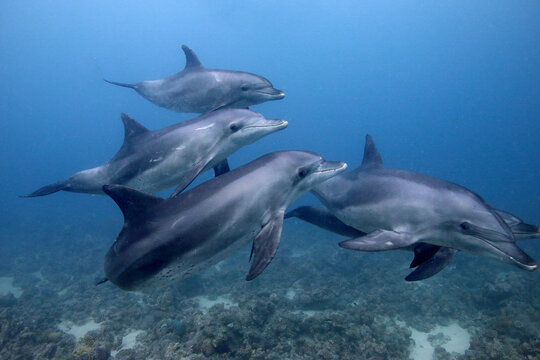 Grupo de delfines en el Mar Rojo