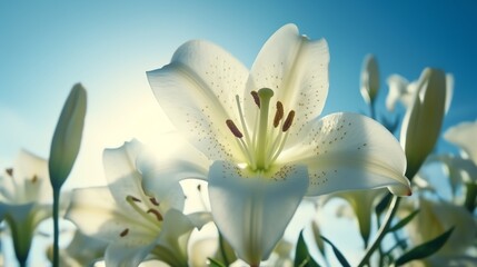 wallpaper flower lily tulip fresh beauty for  poster, banner aspec ratio 16:9