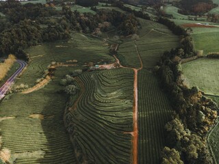 Drone view of Gorreana Tea Plantation in Sao Miguel, the Azores