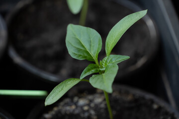 Green young seedlings of bell pepper, planted in the spring in the garden and a hand with a small rake, loosen the ground