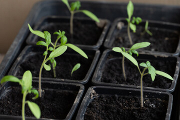 Green young seedlings of bell pepper, planted in the spring in the garden and a hand with a small rake, loosen the ground