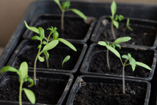 Green young seedlings of bell pepper, planted in the spring in the garden and a hand with a small rake, loosen the ground