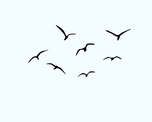 birds in flight