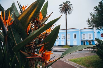 VIews from around Ponta Delgada in São Miguel, Azores
