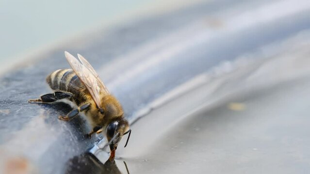 A honey bees drinks water. Bees drink water from a drinking bowl in an apiary. Macro video 4k. Apiary.