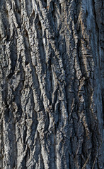 Rinde einer sehr alten Pappel