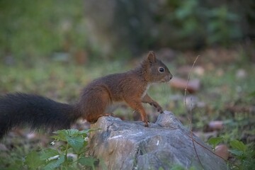 Naklejka na ściany i meble Cute brown squirrel (Sciuridae) resting on a tree trunk on the blurred background