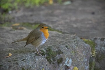 Small European robin (Erithacus rubecula) resting on a rock on the blurred background
