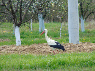 Stork in the field in Maramures county, Romania