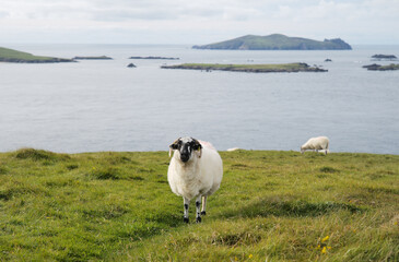 Kerry Irland Wild Atlantic Way