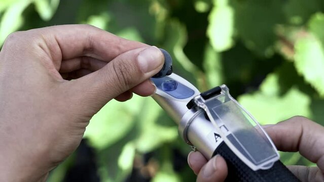 Agronomist measures the amount of sucrose in the grape juice using a refractometer.