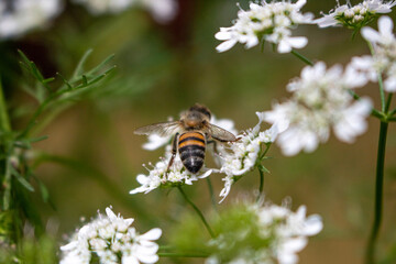 bee on a flower... abajo sobre flor 