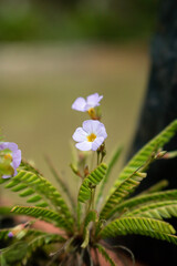 flower in the garden, flores del Jardin 