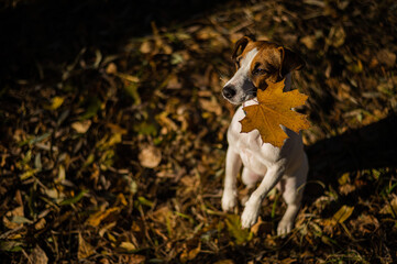 Jack russell terrier dog holding a yellow maple leaf in the autumn forest.