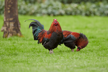 Two red roosters in garden in evening light