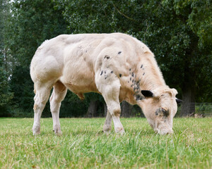 Obraz premium White young calf grazes in meadow