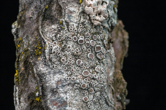 grey lichen on a branch