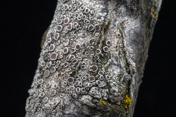 grey lichen on a branch