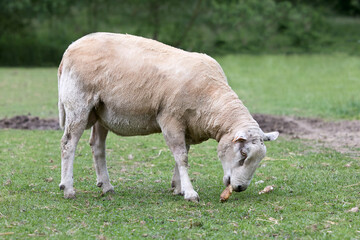Freshly fleeced white Flemish sheep eats in meadow