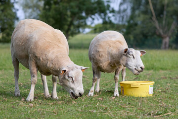 Two freshly fleeced Flemish sheep eating