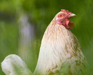 Close up of white rooster on blurred background