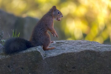 Closeup shot of a squirrel on a rock surface against a blurred background