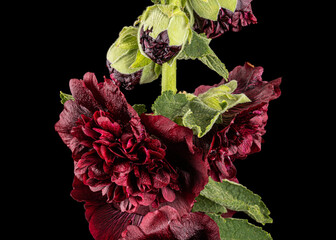 Very dark red flower of mallow, isolated on black background - 592742430