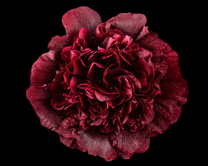 Very dark red flower of mallow, isolated on black background