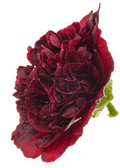 Very dark red flower of mallow, isolated on white background