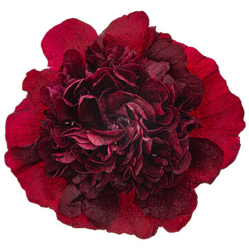 Very dark red flower of mallow, isolated on white background