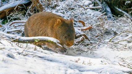 Fototapeta premium Cute, fluffy wombat walking on the snowy ground in winter in Tasmania, Australia