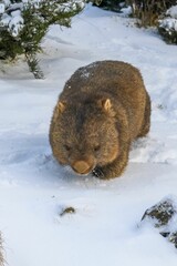 Cute, fluffy wombat walking on the snowy ground in winter in Tasmania, Australia