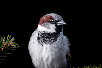 House sparrow