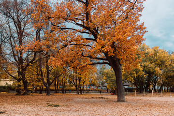 Beautiful romantic alley in a park with colorful trees. Autumn natural background
